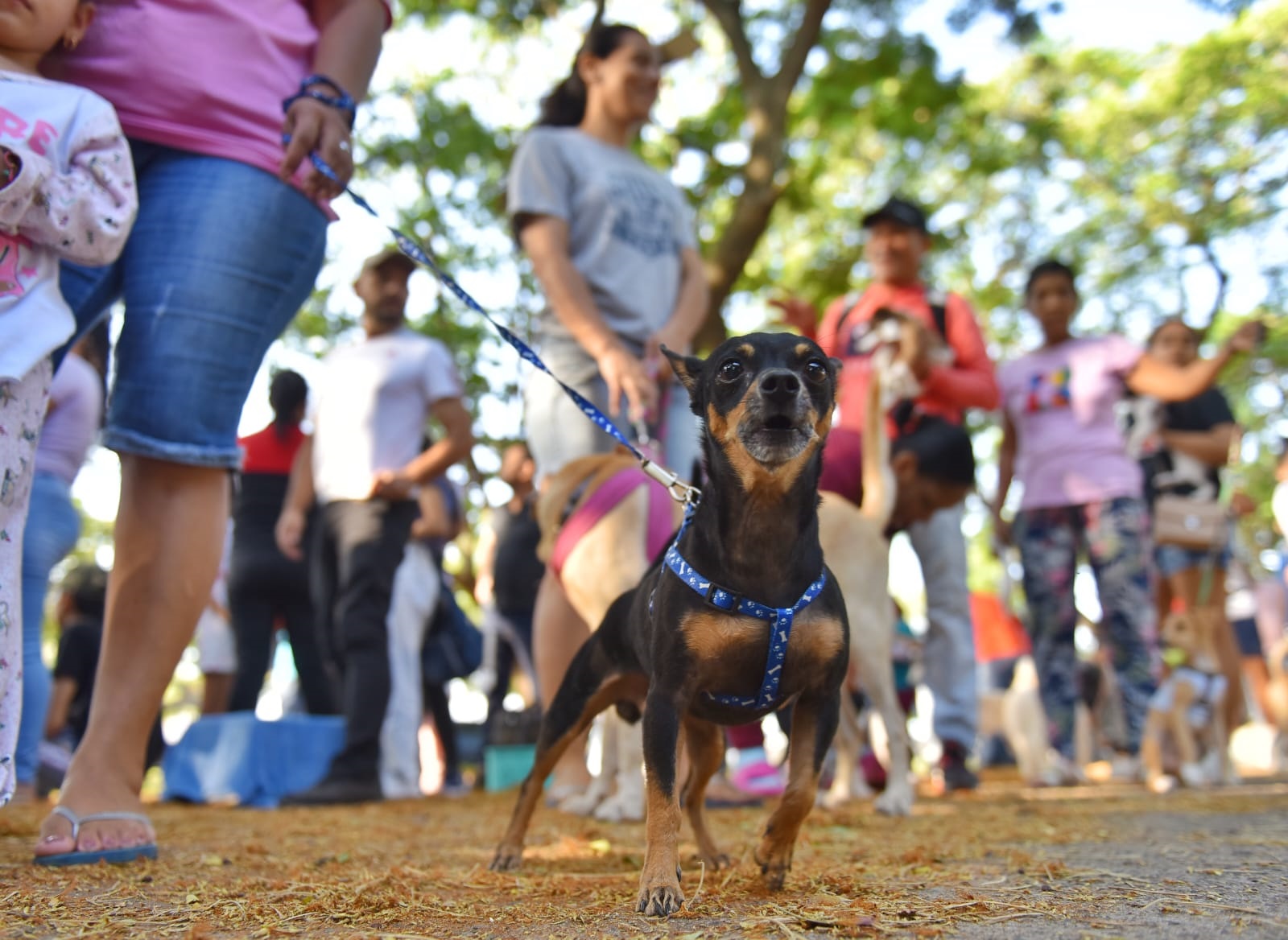 perro